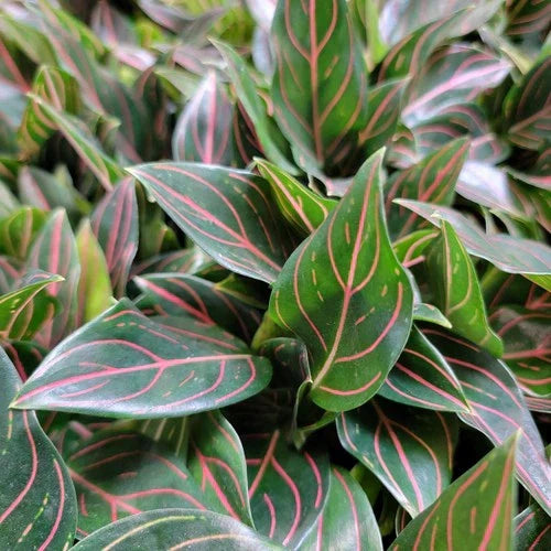 Aglaonema Tiger Live Plant in 3-Inch Pot | Rare Air Purifying Houseplant | Easy Care Tropical Foliage
