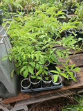 American Elderberry Tree Live Plant - Fully Rooted Sambucus canadensis for Edible Gardens and Medicinal Use