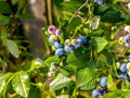 Sunshine Blue Blueberry Plant in Pint Pot | Vaccinium corymbosum | Self-Pollinating, Evergreen, High Yield, Container-Friendly