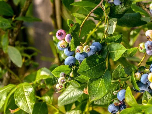 Sunshine Blue Blueberry Plant in Pint Pot | Vaccinium corymbosum | Self-Pollinating, Evergreen, High Yield, Container-Friendly