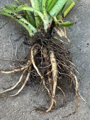 Comfrey Live Root Plant - Symphytum officinale Drought-Resistant Perennial Natural Mulch