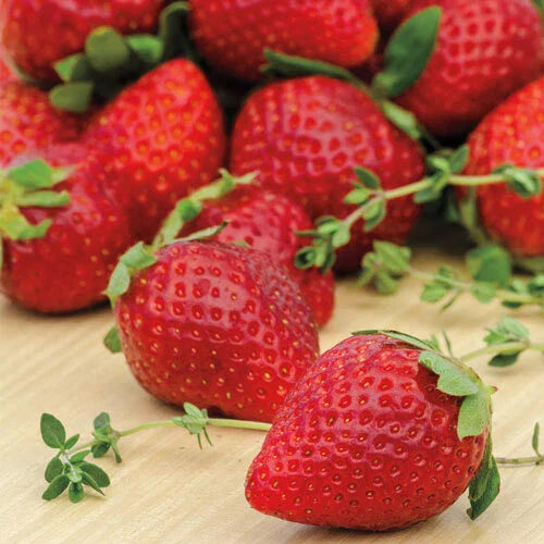 Ozark Beauty Strawberry Plants - 10 Bare-root Everbearing Fragaria x ananassa - Sweet Red Fruit