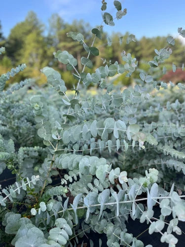 Eucalyptus Cinerea Silver Dollar Tree Plug - Healthy Starter Plant for Gardening
