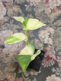 Manjula Pothos Live Plant in 2 Inch Pot | Variegated Epipremnum Aureum