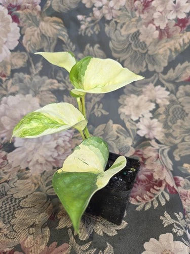 Manjula Pothos Live Plant in 2 Inch Pot | Variegated Epipremnum Aureum