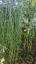 Rhipsalis Cassutha Cuttings 5 Pack - Epiphytic Cactus, Tropical Plant, Easy to Root, White Flowers, Selby Botanical Gardens