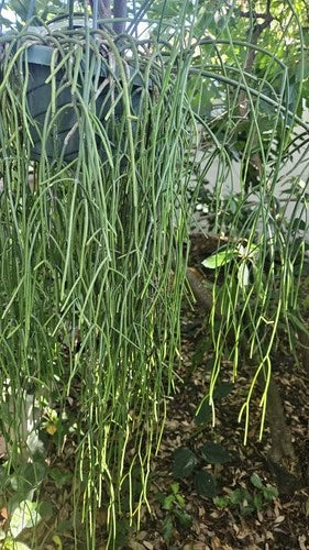Rhipsalis Cassutha Cuttings 5 Pack - Epiphytic Cactus, Tropical Plant, Easy to Root, White Flowers, Selby Botanical Gardens