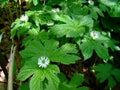 Goldenseal Live Roots – Hydrastis canadensis – Shade Tolerant Perennial with White Flowers & Red Berries – Bare Root