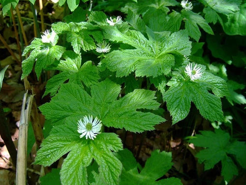 Goldenseal Live Roots – Hydrastis canadensis – Shade Tolerant Perennial with White Flowers & Red Berries – Bare Root