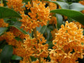 Apricot Echo Sweet Olive Starter Plant - Osmanthus fragrans - Fragrant Tea Plant for Garden & Container