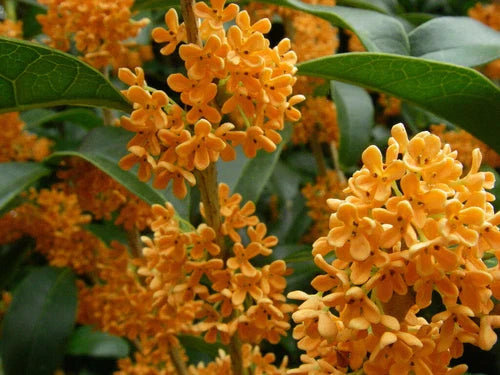 Apricot Echo Sweet Olive Starter Plant - Osmanthus fragrans - Fragrant Tea Plant for Garden & Container