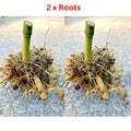 Live Seabreeze Bamboo Roots - 2 Rhizomes Approx 5 in Tall - Privacy Screening Plant