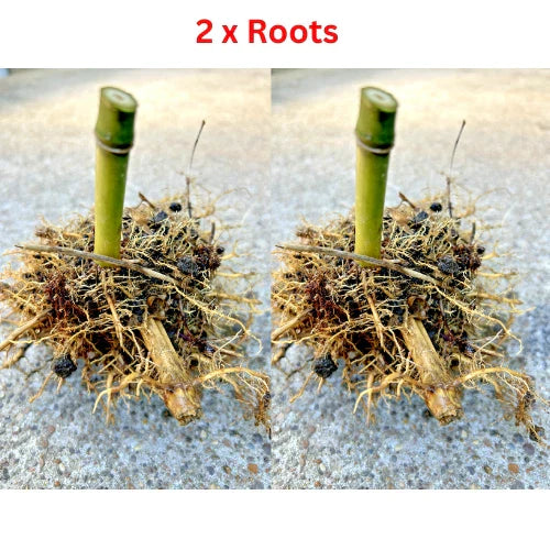 Live Seabreeze Bamboo Roots - 2 Rhizomes Approx 5 in Tall - Privacy Screening Plant