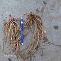 Asparagus Roots Set of 25 | Mary Washington Variety | Asparagus officinalis Crowns for Home Garden