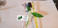 Musa Blue Java Banana Starter Plant - 6-8 Inch Live Ice Cream Banana - Cold & Heat Tolerant Edible Garden Plant