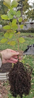 American Hazelnut Seedlings - One Year Old Native Corylus Americana in Air Pruning Containers for Easy Transplanting