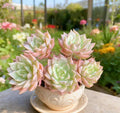 Echeveria 'Margaret' Succulent Plant - Small Bare Root Live Plant for Home Decor & Gifts