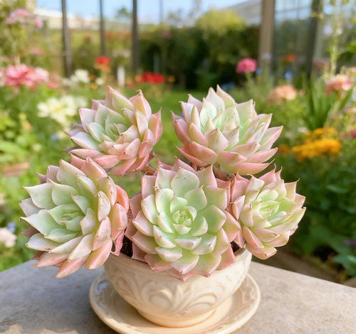 Echeveria 'Margaret' Succulent Plant - Small Bare Root Live Plant for Home Decor & Gifts
