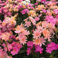Lewisia ‘Rainbow Mix’ Live Starter Plant – Hardy Succulent for Rock Gardens in 2.5" Pot – Lewisia cotyledon