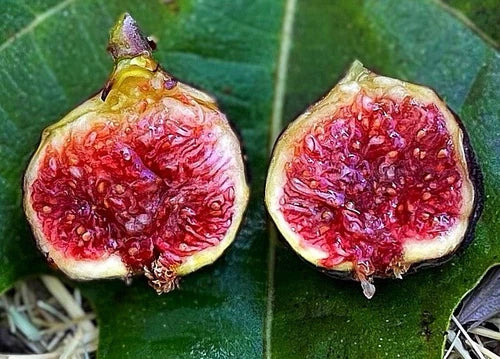 Cold Hardy Fig Trees Starter Set – Olympian, Yellow Long Neck, Fignomenal – Ficus carica, Hardy in Zones 6-10