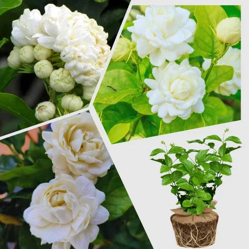 Jasmine Starter Plant 4-6" Duke of Tuscany Jasminum sambac Well-Rooted, Fragrant Garden or Houseplant