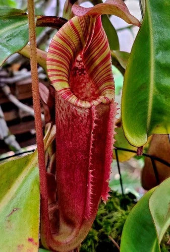 Nepenthes Cutting - Rooted Nepenthes veitchii "Big Mama" x Redonkulas Carnivorous Plant in LFS/Orchid Bark Mix