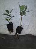 Bay Leaf Tree Plant - 2-4 Inch Pesticide-Free Laurus nobilis Live Plant for Culinary & Garden