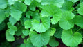 15 Bare Root Indian Pennywort Plants - Centella Asiatica Edible Herb for Garden, Drought-Resistant, USDA Zones 9-10