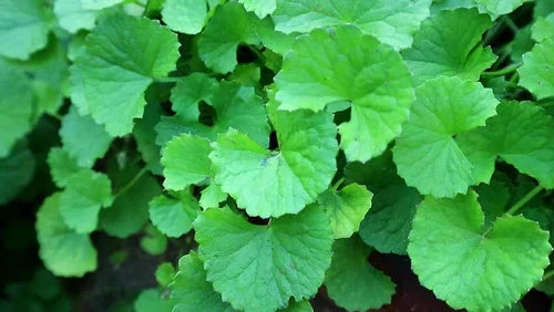 15 Bare Root Indian Pennywort Plants - Centella Asiatica Edible Herb for Garden, Drought-Resistant, USDA Zones 9-10