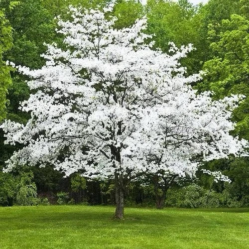 White Dogwood Tree - 2ft Bare Root Flowering Tree - Cornus florida - White Blooms & Fall Foliage - Hardy Zones 5-8