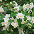 Mock Orange Shrubs 2ft Live Plants - Philadelphus lewisii with Fragrant White Flowers, Hardy Zones 3-8