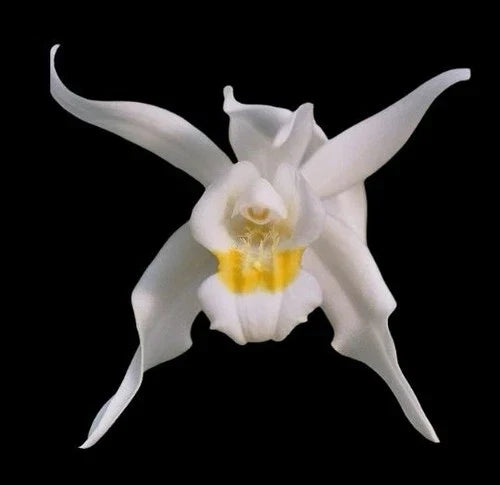 Coelogyne mossiae Orchid Plant 5” Pot Multi Growth Paph. Dr. Toot