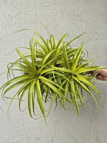 Extra Large Air Plant - 18" Giant Tillandsia - Air-Purifying Indoor Plant - Low Maintenance Greenery - Tillandsia spp.