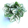 Hypoestes White Splash Potted House Plant – Air Purifying Indoor Plant – Hypoestes phyllostachya – Compact, Easy Care, Green & White Foliage