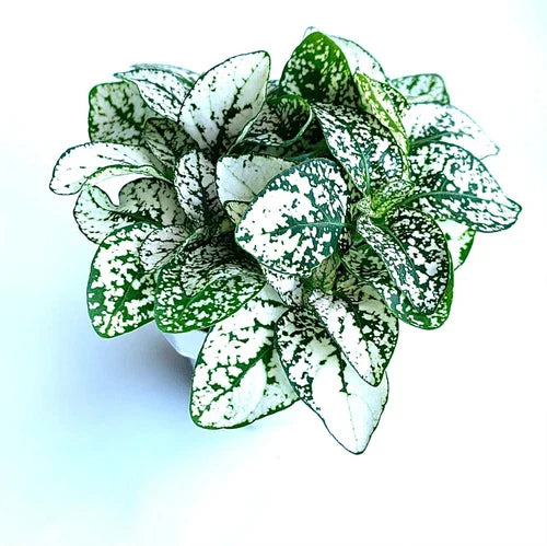 Hypoestes White Splash Potted House Plant – Air Purifying Indoor Plant – Hypoestes phyllostachya – Compact, Easy Care, Green & White Foliage