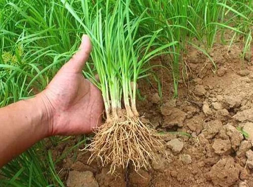 50-Pack Garlic Chives Bare Roots Allium tuberosum Edible Perennial Herb for Gardening
