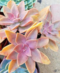 Rare Succulent Graptoveria 'Fred Ives' Live Plant - 5-Inch Hybrid Succulent