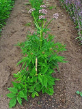 Live Valerian Plant - Organic Herb with White Flowers - Valeriana officinalis - Attracts Bees & Butterflies