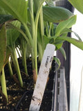 Musa Lacatan Banana Plant - Live Plant - Philippine Sweet Cavendish Variety - Tropical Fruit Tree for Zones 8-11