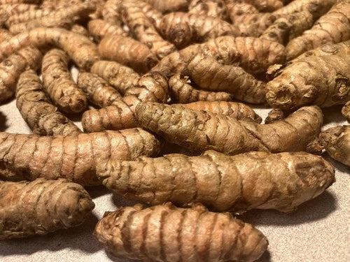 Fresh Turmeric Roots for Planting - 15 Organic Viable Rhizomes (Curcuma Longa)
