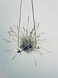 Air Plant Set of 4 - Tillandsia recurvata - Clumping Growth, Easy Care, Indoor/Outdoor, No Soil Needed