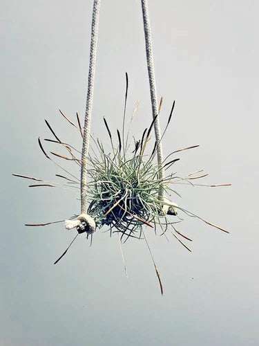 Air Plant Set of 4 - Tillandsia recurvata - Clumping Growth, Easy Care, Indoor/Outdoor, No Soil Needed
