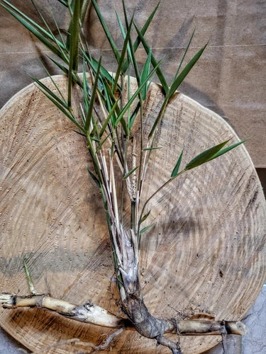 Giant River Cane Live Plant Rhizomes - Arundinaria gigantea Bamboo for Garden, Privacy, Erosion Control, Bare Root