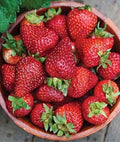 Seascape Strawberry Plants - Lot of 25 - Day Neutral, Heat-Tolerant, Disease Resistant
