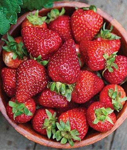 Seascape Strawberry Plants - Lot of 25 - Day Neutral, Heat-Tolerant, Disease Resistant