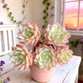 Rare Succulents Bare Root Plant – Margaret Echeveria, Drought-Tolerant, Easy Care, Home Decor, Live Plant