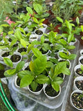 Lemon Tree Seedling 2-3" Live Plant Citrus limon Indoor Outdoor Grown from Seed