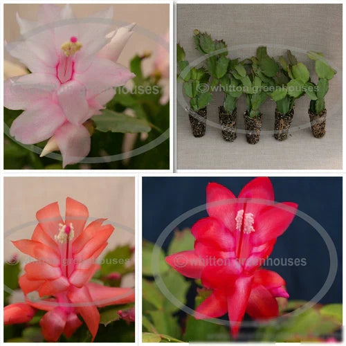 Thanksgiving Christmas Cactus Starter Plants - 5 Varieties Blooming Size Schlumbergera Assortment