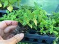 Lemon Verbena Starter Plant Plug - Aloysia citriodora - Fresh Culinary Herb