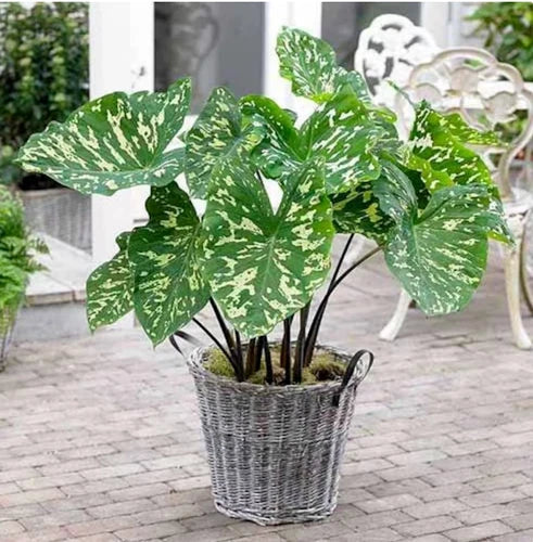 Alocasia Hilo Beauty Elephant Ear Plant - Small Rooted Starter in Variegated Foliage - Indoor Houseplant